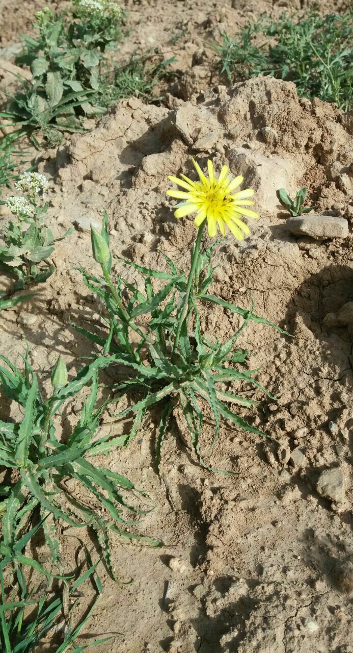 شنگ ایرانی - معرفی گیاهان بومی ایران